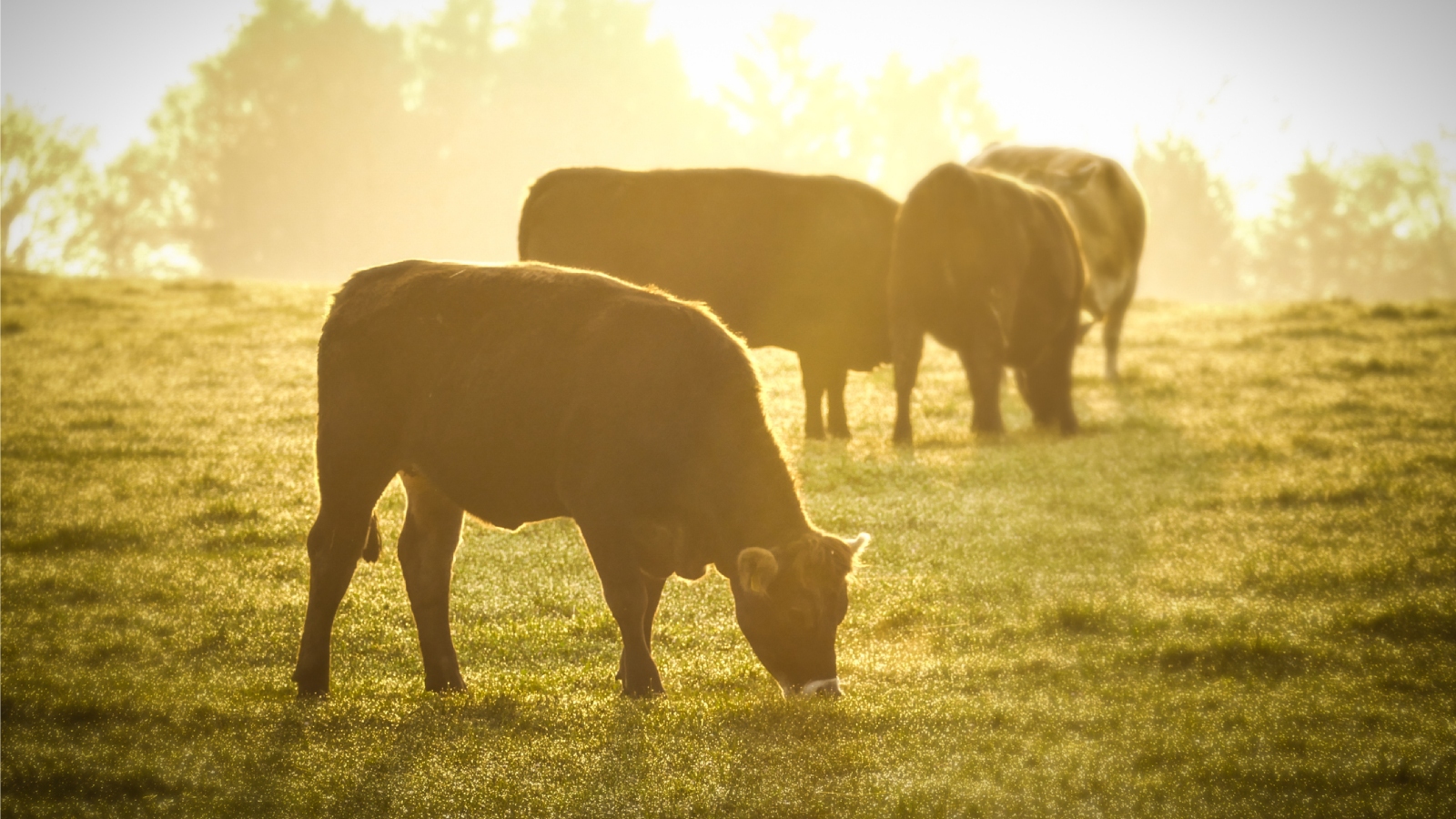 cows grazing in field